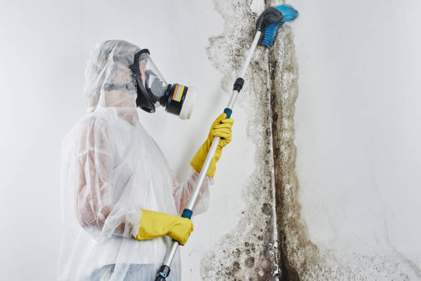 Best Mold Removal Company Near Me  in Mason Neck, VA