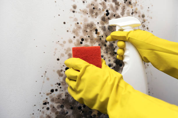 Best Attic Mold Removal  in Mason Neck, VA