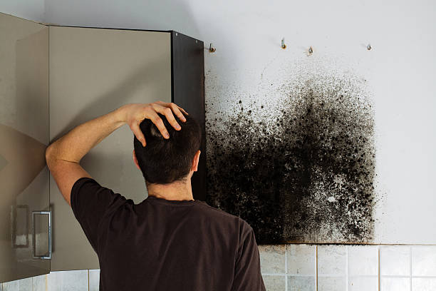 Mason Neck, VA Mold Removal Company